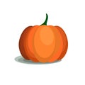 Bright juicy pumpkin, collection of autumn harvest