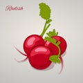 Bright juicy radish simple cartoon style. Vector Illustration.