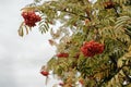 Bright, juicy, ripe Rowan berries on a background