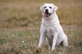 Bright labrador retriever