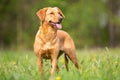 A bright Labrador Retriever