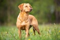 A bright Labrador Retriever