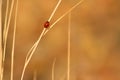 Ladybug, autumn, yellow, nature, insects, loneliness, grass. Royalty Free Stock Photo