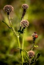 Bright ladybug sits atop a dried flower, perched on its edge