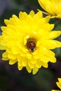 a bright ladybug sits on a yellow terry chrysanthemum Royalty Free Stock Photo