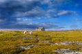 Bright landscape with sheep who go to the wooden shelter from a storm