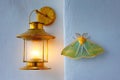 A bright lantern illuminates a green moth resting against a white wall during twilight Royalty Free Stock Photo