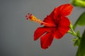 Bright large flower of Chinese hibiscus Hibiscus rosa-sinensis on calm gray background. China rose or Hibiscus hawaiian Royalty Free Stock Photo