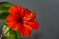 Bright large flower of Chinese hibiscus Hibiscus rosa-sinensis on calm gray background. China rose or Hibiscus hawaiian Royalty Free Stock Photo