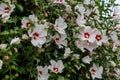 Bright large flower of purple hibiscus Hibiscus rose sinensis on green leaves of natural background. Tropical garden Karkade. Royalty Free Stock Photo