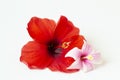 Bright large flowers and buds of pink and white and red hibiscus isolated on white backgroundbright large flowers and buds of pink