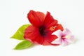 Bright large flowers and buds of pink and white and red hibiscus isolated on white backgroundbright large flowers and buds of pink Royalty Free Stock Photo