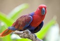 Bright large tropical parrot