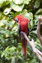 Bright large tropical parrot