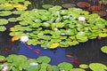 Water lilies and red fish in the pond Royalty Free Stock Photo