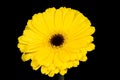 Bright and large yellow gerbera.