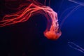 Bright lash lava colourful glowing jellyfish in the dark water, dark background in aquarium