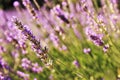 Bright lavender flower plants stock photo