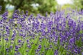 Bright lavender flowers 4