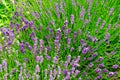 Bright lavender flowers 5