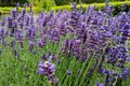 Bright lavender flowers close up. Fragrant smell from a field with flowers