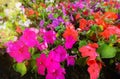 Bright lawn of African impatiens seeds, Colorful Garden Balsam Flo