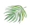 Bright leaf fern, watercolor image for use in thematic products. Good for wedding subjects.