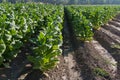 Bright leaf tobacco field detail