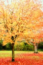 Bright leaves in autumn.