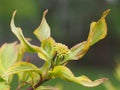 Bright leaves of a Cornus Alba Gouchaultii Royalty Free Stock Photo