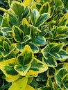 Bright leaves of Golden Euonymus Aureomarginatus plant