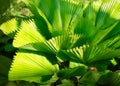 Bright leaves of Licuala grandis or the Ruffled Fan Palm Royalty Free Stock Photo