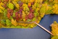 Bright leaves in park in fall, aerial landscape. Season concept