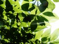 Bright leaves in spring sunny beautiful shadows Royalty Free Stock Photo