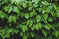 Bright leaves wall background. Dense green hedge in garden close-up, Royalty Free Stock Photo