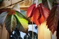 bright leaves of wild grapes, close up Royalty Free Stock Photo