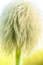 Bright Light Casts on Western Anemone seed head Royalty Free Stock Photo