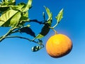 An Orange hanging on tree branch under blue sky.