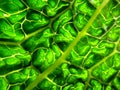 Bright light through Green cabbage leaf Macro