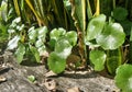 Bright light on green Water Pennywort plant