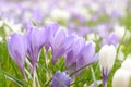 Bright light over a crocus field Royalty Free Stock Photo