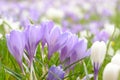 Bright light over a crocus field