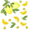 Bright light pattern with pieces of lemon and flowers for fabric, label drawing, t-shirt printing, nursery wallpaper, fruit