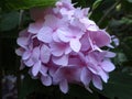 Bright light pink hydrangea flower close up, British Columbia, Canada, 2018 Royalty Free Stock Photo