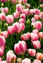 Bright light pink and white tulips close-up at Goztepe Park during the Tulip Festival in Istanbul, Turkiye Royalty Free Stock Photo