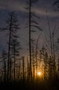 The bright light of the rising full moon behind the trees in the fir taiga