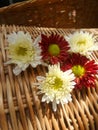Bright light on white and red flowers Royalty Free Stock Photo