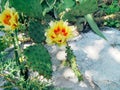 Bright light yellow blooming cactus green leaves. Rear blossom of tropical plant with thorns in home garden. Royalty Free Stock Photo