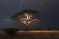 Bright lightning hit the tree Royalty Free Stock Photo