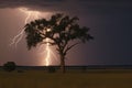 Bright lightning hit the tree Royalty Free Stock Photo